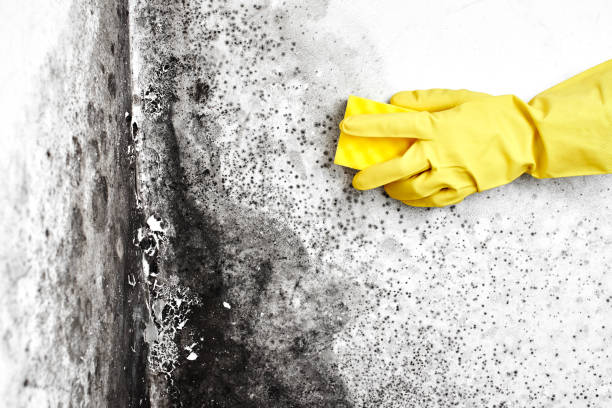 Best Local Mold Removal Service  in Pomona, KS