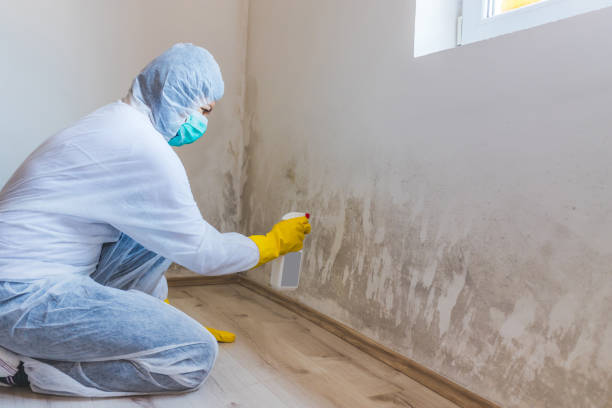 Attic Mold Removal in Pomona, KS