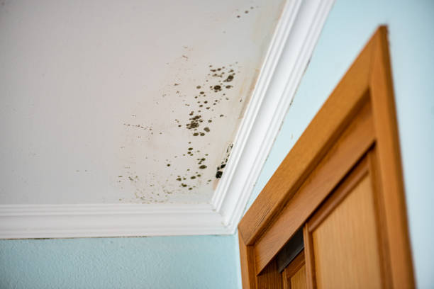 Best Mold Removal Company Near Me  in Pomona, KS