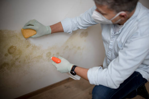 Best Residential Mold Removal  in Pomona, KS