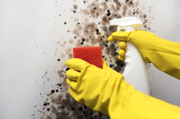 Best Mold Removal Near Me  in Pomona, KS