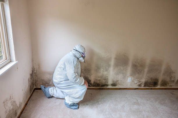 Best Commercial Mold Removal  in Pomona, KS