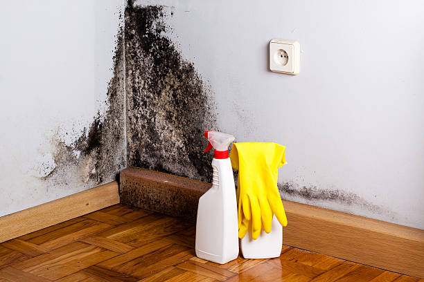 Best Mold Removal Near Me  in Pomona, KS